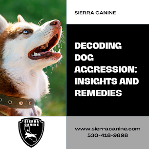 Unraveling Dog Aggression: Insights and Behavior Modification